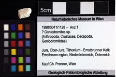 Foto (Objket + Etiketten) von ? Goniodromites sp. 